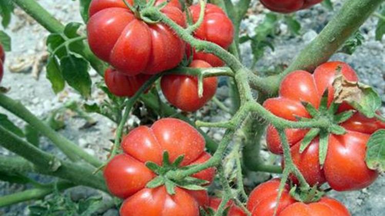 ΟΠΕΚΕΠΕ: Καθορισμός της μοναδιαίας τιμής ενίσχυσης για προϊόντα τοπικής παραγωγής στα μικρά Νησιά Αιγαίου