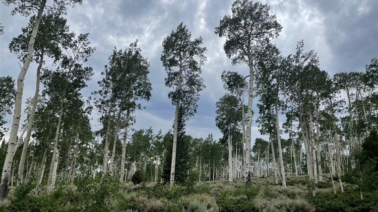Τους ήχους που παράγει το μεγαλύτερο δέντρο στον κόσμο κατέγραψαν ερευνητές