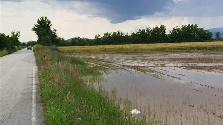 Σάπισαν τα βαμβάκια οι βροχές στον κάμπο -αρχίζουν επανασπορές-άφαντος ο ΕΛΓΑ διαμαρτύρονται οι αγρότες