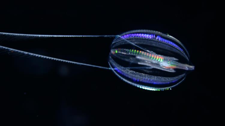 Πώς έμοιαζαν τα πρώτα ζώα;