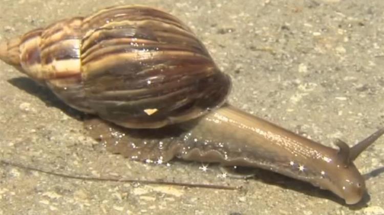 Συναγερμός στη Φλόριντα από γιγαντιαία αφρικανικά σαλιγκάρια