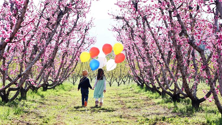 «Ανθισμένες Ροδακινιές»: And the Winner is...