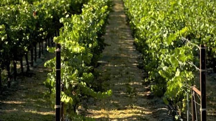 ΚΕΟΣΟΕ: Συνεχίζεται η σχετική μείωση των εκτάσεων του ελληνικού αμπελώνα