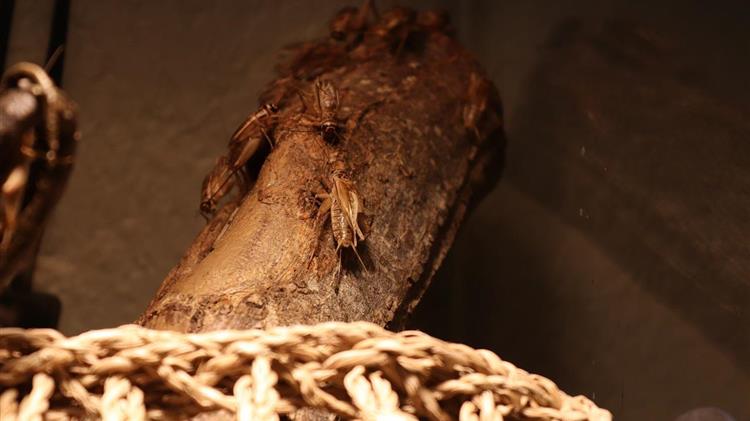 Νεβάδα: «τριζόνια-μορμόνοι» έχουν κατακλύσει την πόλη