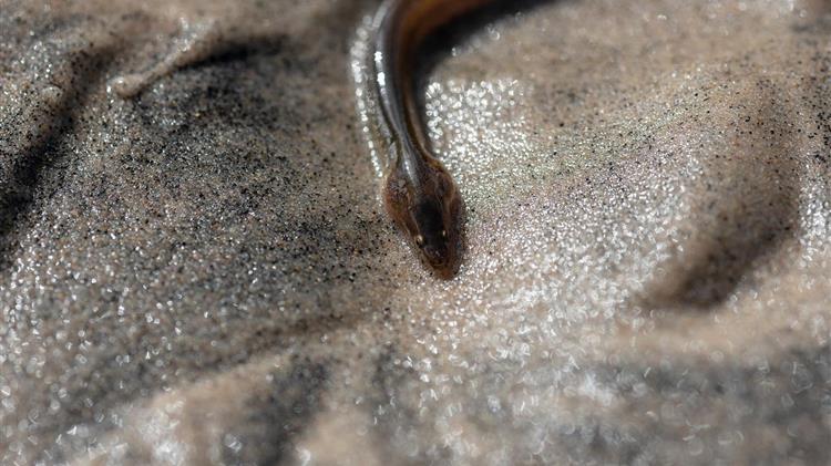 ΕΕ: Προειδοποίηση για τα αποθέματα χελιού