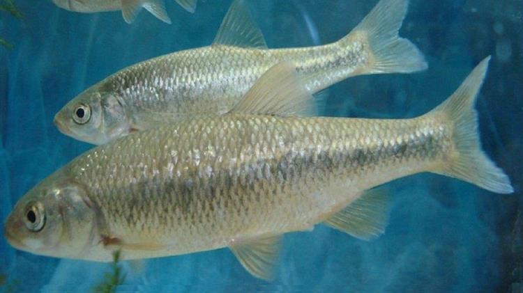 Ρόδος: Γκιζάνι, ένα ψαράκι, «πρωταθλητής» της επιβίωσης