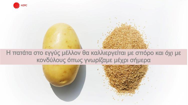 Η πατάτα στο εγγύς μέλλον θα καλλιεργείται με σπόρο και όχι με κονδύλους