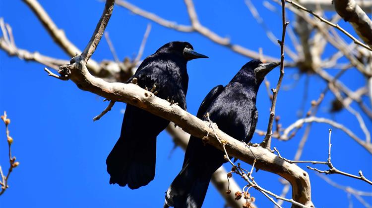 Καρδίτσα: Υπερπληθυσμός κορακοειδών κινητοποίησε την επιστημονική κοινότητα