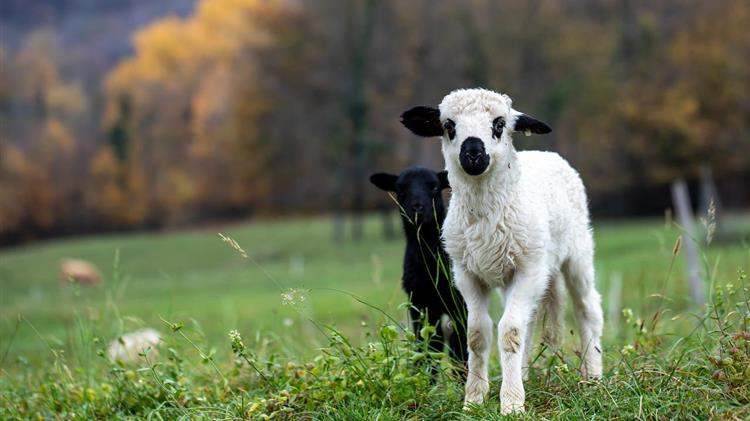 Πρασίνισμα: Ορίστηκαν οι ενισχύσεις για τους μετακινούμενους κτηνοτρόφους