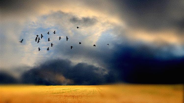 Σιτάρι: Η κακοκαιρία έφερε απώλεια ποιότητας, παραγωγής και τιμής