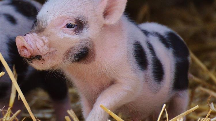 Συνεχίζεται για 4η χρονιά η πανευρωπαϊκή εκστρατεία κατά της αφρικανικής πανώλης των χοίρων