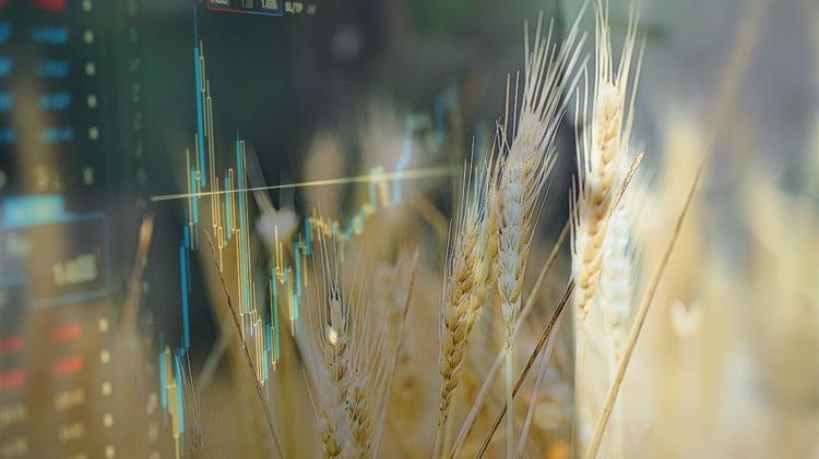 Ε.Ε.: Κάτω από τον μέσο όρο των 5 τελευταίων ετών οι αποδόσεις στις καλλιέργειες