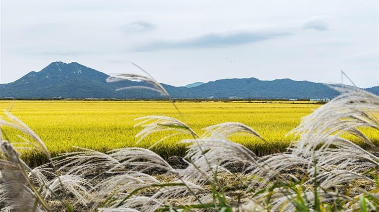 Στα ύψη οι τιμές του ρυζιού