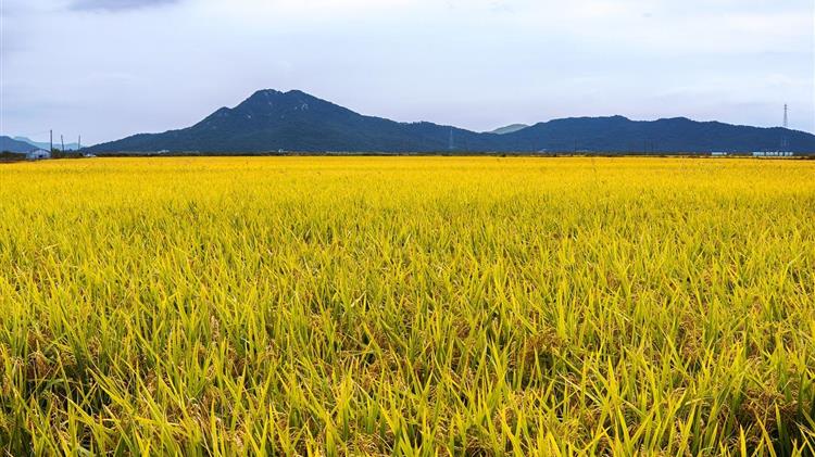 Ρύζι: Οι τιμές ανεβαίνουν στην Ασία