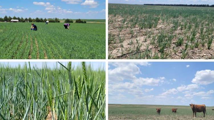 Το 27% των σιτηρών στο Κάνσας δε θα συγκομιστεί λόγω ξηρασίας