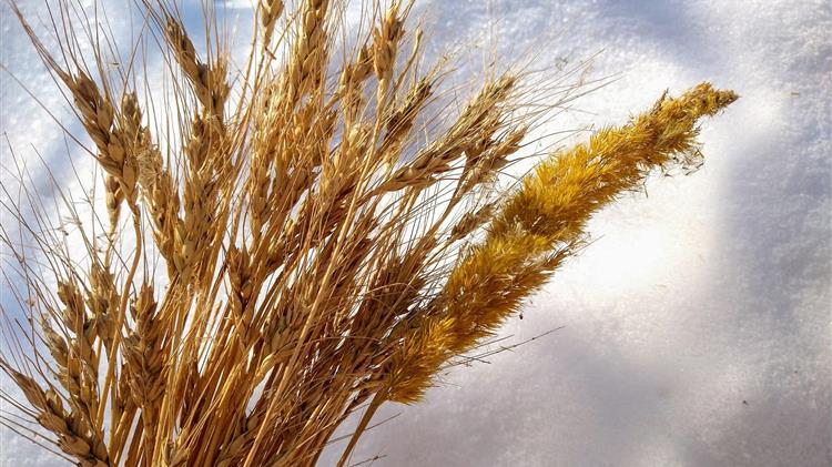 Ουκρανία: Έχουν καταστραφεί σχεδόν 300.000 τόνοι σιτηρών