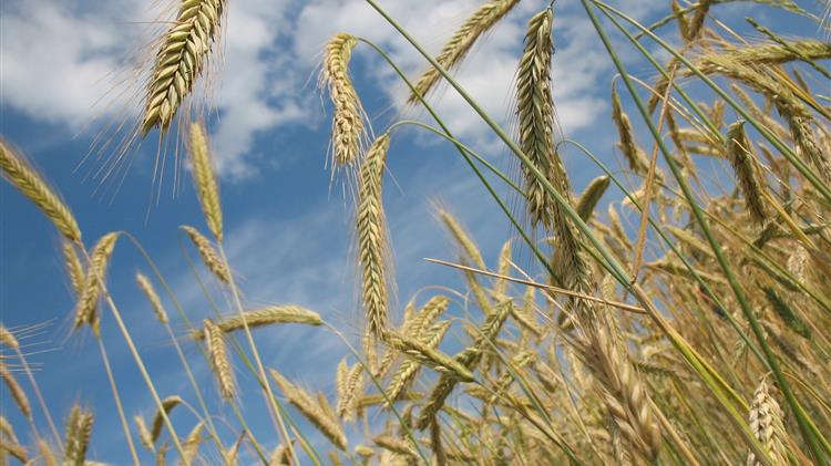 Σιτάρι: Κερδίζει έδαφος παρά τις πιέσεις από την προσφορά στη Μαύρη Θάλασσα