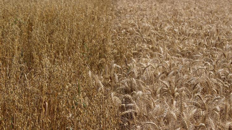 Σιτάρι: Η άφθονη προσφορά ωθεί προς χαμηλότερα επίπεδα από το 2020