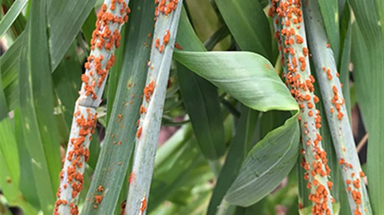 DFID: Η σκουριά του σίτου αποτελεί κίνδυνο για την ασφάλεια των τροφίμων για τους φτωχούς παγκοσμίως