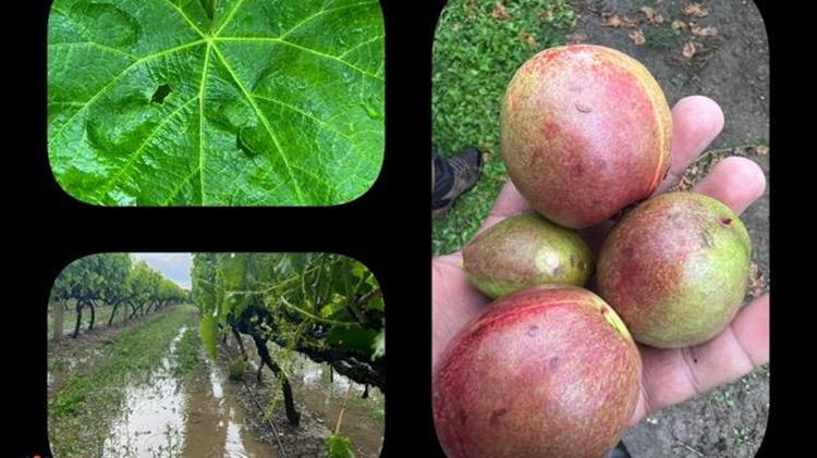 Το χαλάζι κατέστρεψε καλλιέργειες στον Τύρναβο