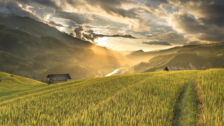 Βιετνάμ: Μειώνει τις εξαγωγές ρυζιού κατά 44% έως το 2030