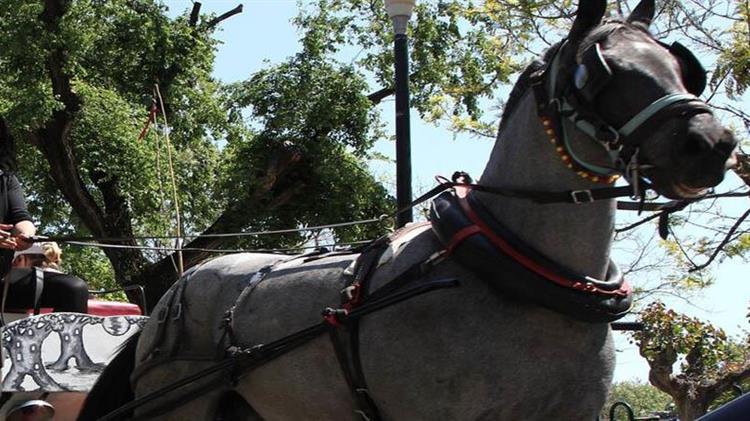 Κέρκυρα: Άλογο που έσερνε άμαξα πέθανε στη μέση του δρόμου