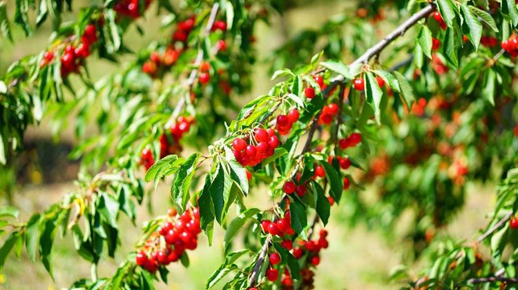 Επιτολή Τζαμτζή για την απώλεια εισοδήματος των κερασοπαραγωγών της Πέλλας