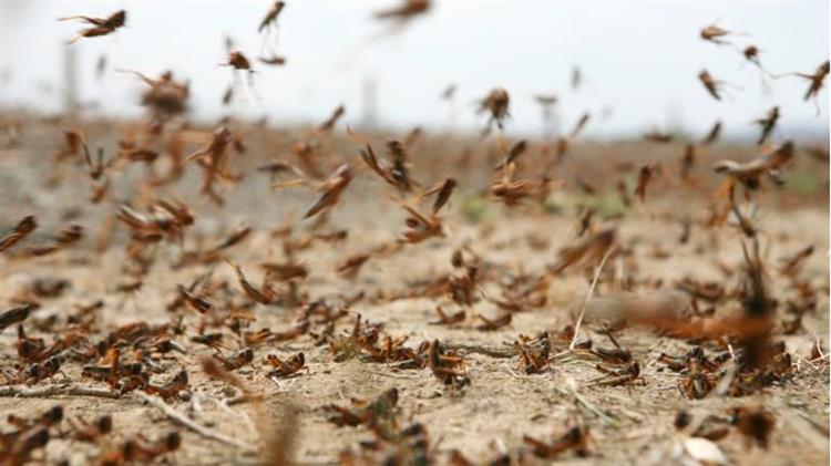 Κήρυξη ακριδόπληκτων περιοχών στους δήμους Γρεβενών και Δεσκάτης
