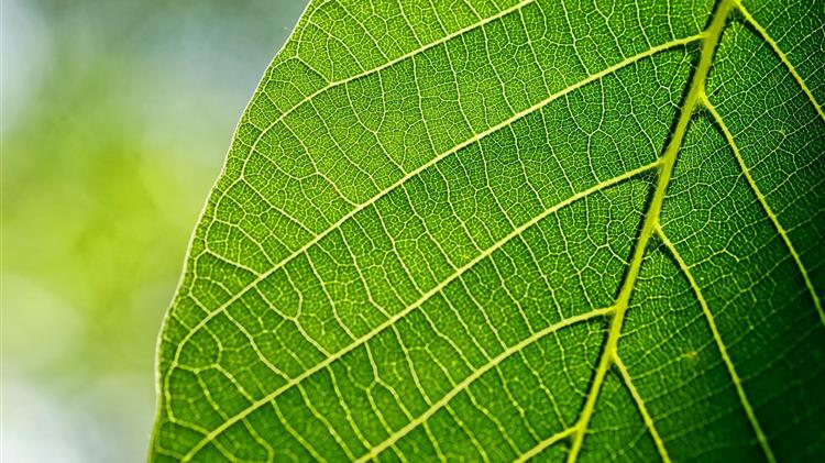 Καινοτομία από το MIT υπόσχεται επανάσταση στους γεωργικούς ψεκασμούς