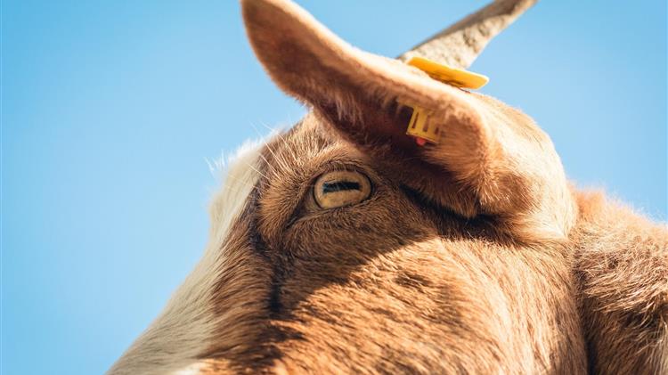 Μελιταίος πυρετός: Πόσα κρούσματα καταγράφηκαν από το 2008 στη χώρα μας