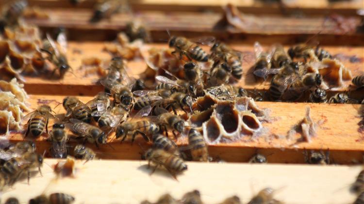 Νέα διευκρίνιση για πληγέντες μελισσοκόμους που δεν έλαβαν ενίσχυση 15€/κυψέλη