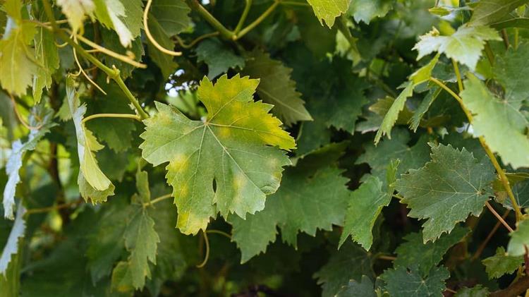 Βοιωτία: Επιστολή – ζημιές περονόσπορος