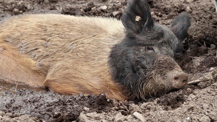 Πρόστιμο των 30.000 ευρώ σε άνθρωπο που θανάτωσε γουρούνι