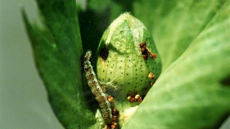 Αντιμετώπιση της 1ης γενιάς του πράσινου σκουληκιού