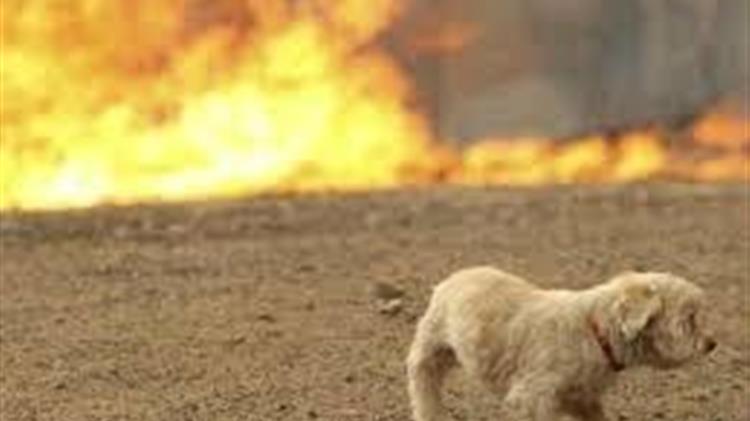 Λίστα κτηνιατρείων για την περίθαλψη των πυρόπληκτων ζώων