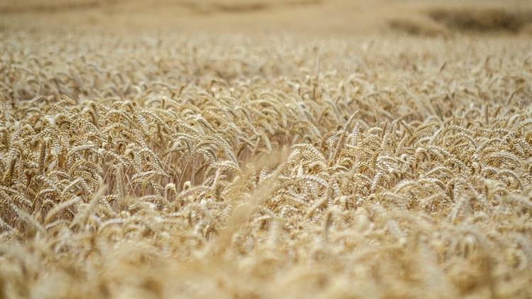 Αίγυπτος: Σε χαμηλά 20 ετών τα αποθέματα σίτου