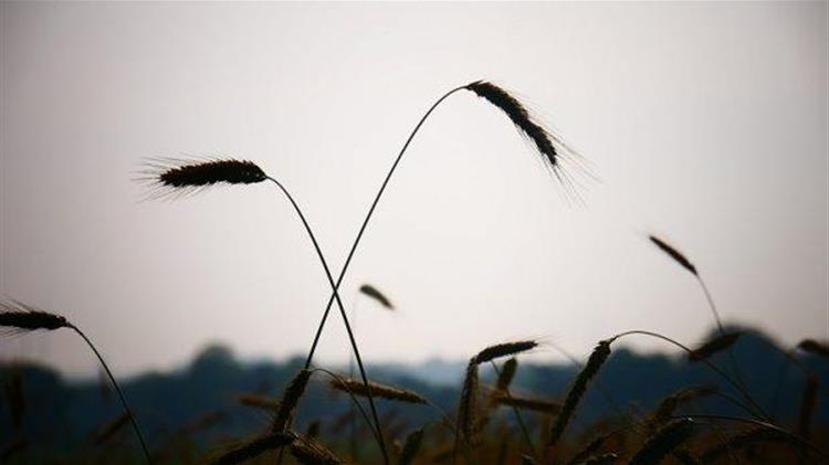 Αυξάνονται για τρίτη συνεχόμενη εβδομάδα οι τιμές εξαγωγής για τα ρωσικά σιτηρά