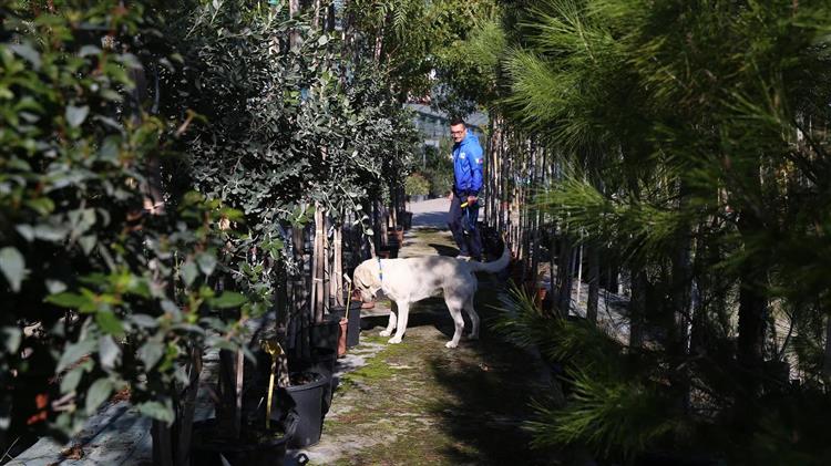 Ιταλία: Σκύλοι σώζουν.. ετοιμοθάνατα ελαιόδεντρα