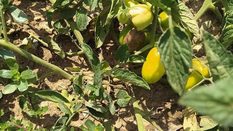 Θεσσαλία: Σε επιφυλακή  για περονόσπορο και ακαρπία σε καλλιέργειες