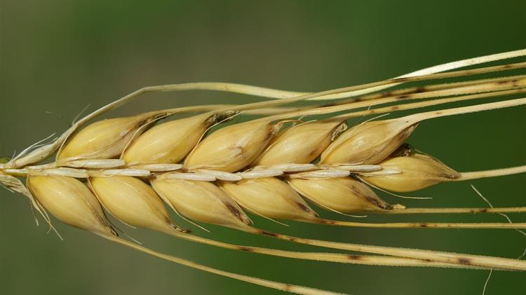 Αύξηση των εισαγωγών σιταριού και κριθαριού στην Τουρκία