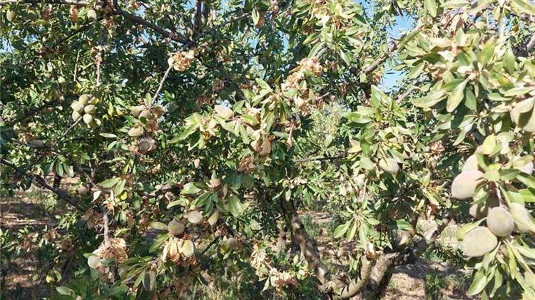Σε εγρήγορση η Ομάδα Αγροτικών Κρίσεων για την αντιμετώπιση της φόμοψης