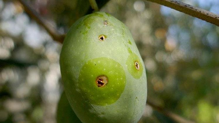 Η αύξηση του πληθυσμού του δάκου της ελιάς ανησυχεί τους ελαιοπαραγωγούς