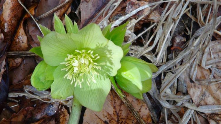 Ελλέβορος: Το φυτό γιάτρεψε τον Ηρακλή