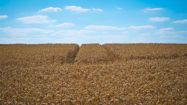 WASDE:  Τιμές σιταριού σε αναμονή