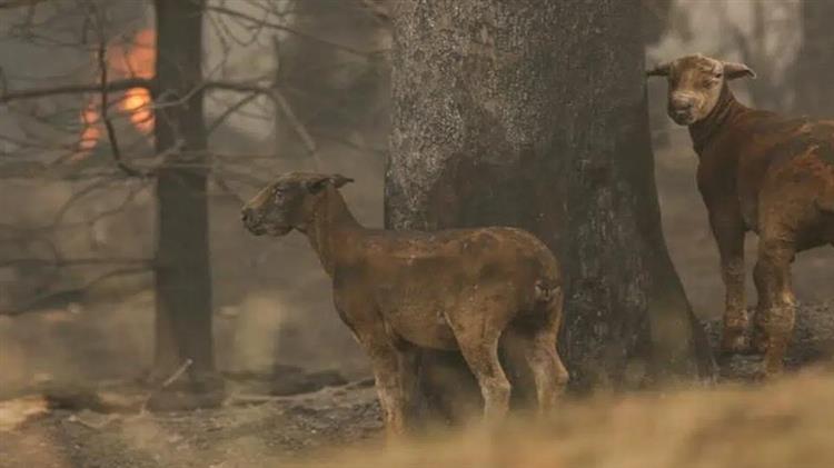 Απαλλάσσονται από εκτιμητικά τέλη πυρόπληκτοι κτηνοτρόφοι