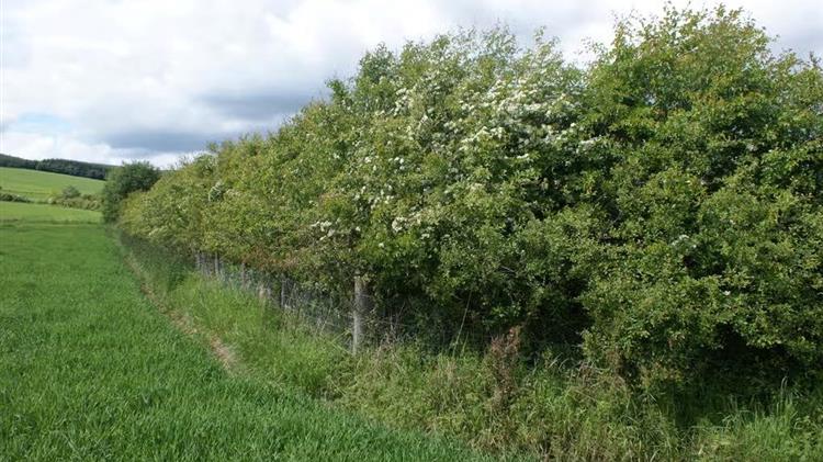 Αγγλία: Σε κίνδυνο εκατοντάδες χιλιόμετρα φρακτών