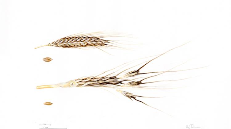 World's oldest domesticated wheat genome sequenced