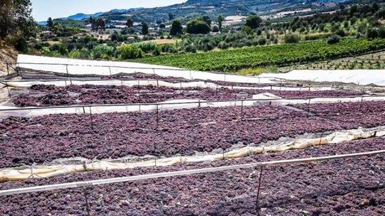 Νεμέα: Οι καταστροφές στις καλλιέργειες είναι μεγάλες και αγγίζουν σε μεγάλο ποσοστό το 100%