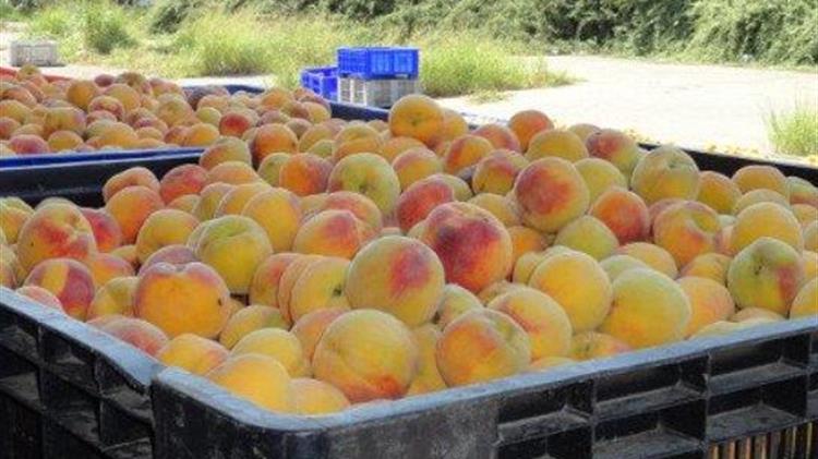 Την Παρασκευή η πληρωμή για τα παραμορφωμένα φρούτα