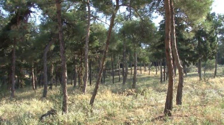 Παράταση Απαγόρευσης Κυκλοφορίας στο περιαστικό δάσος Θεσσαλονίκης